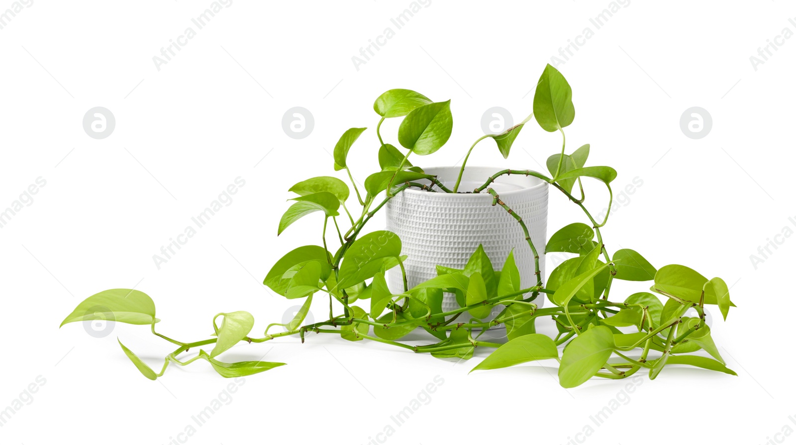 Photo of Potted houseplant with damaged leaves on white background