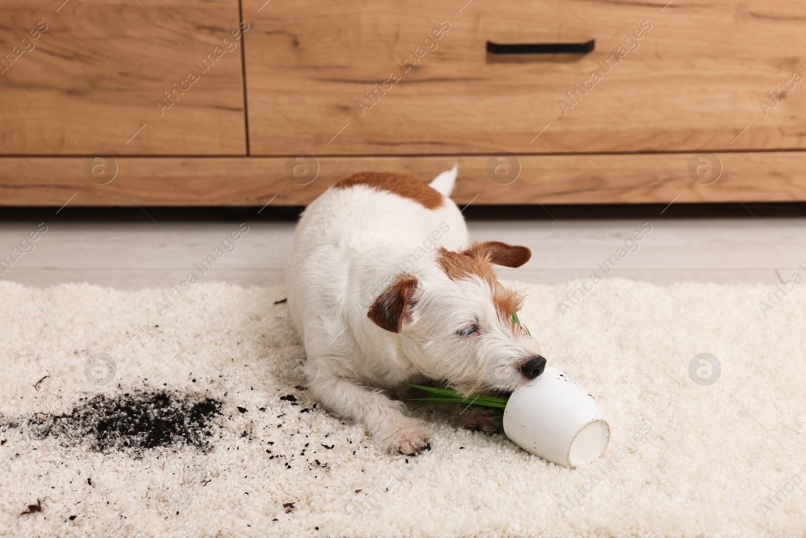 Photo of Cute dog near overturned houseplant on rug indoors