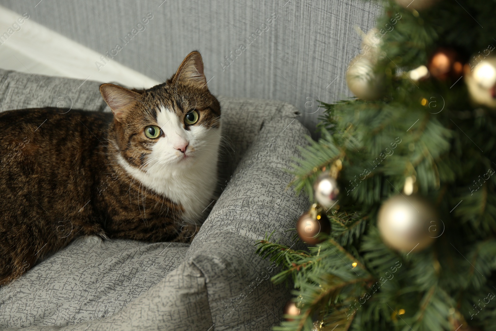 Photo of Cute cat on pet bed near Christmas tree at home