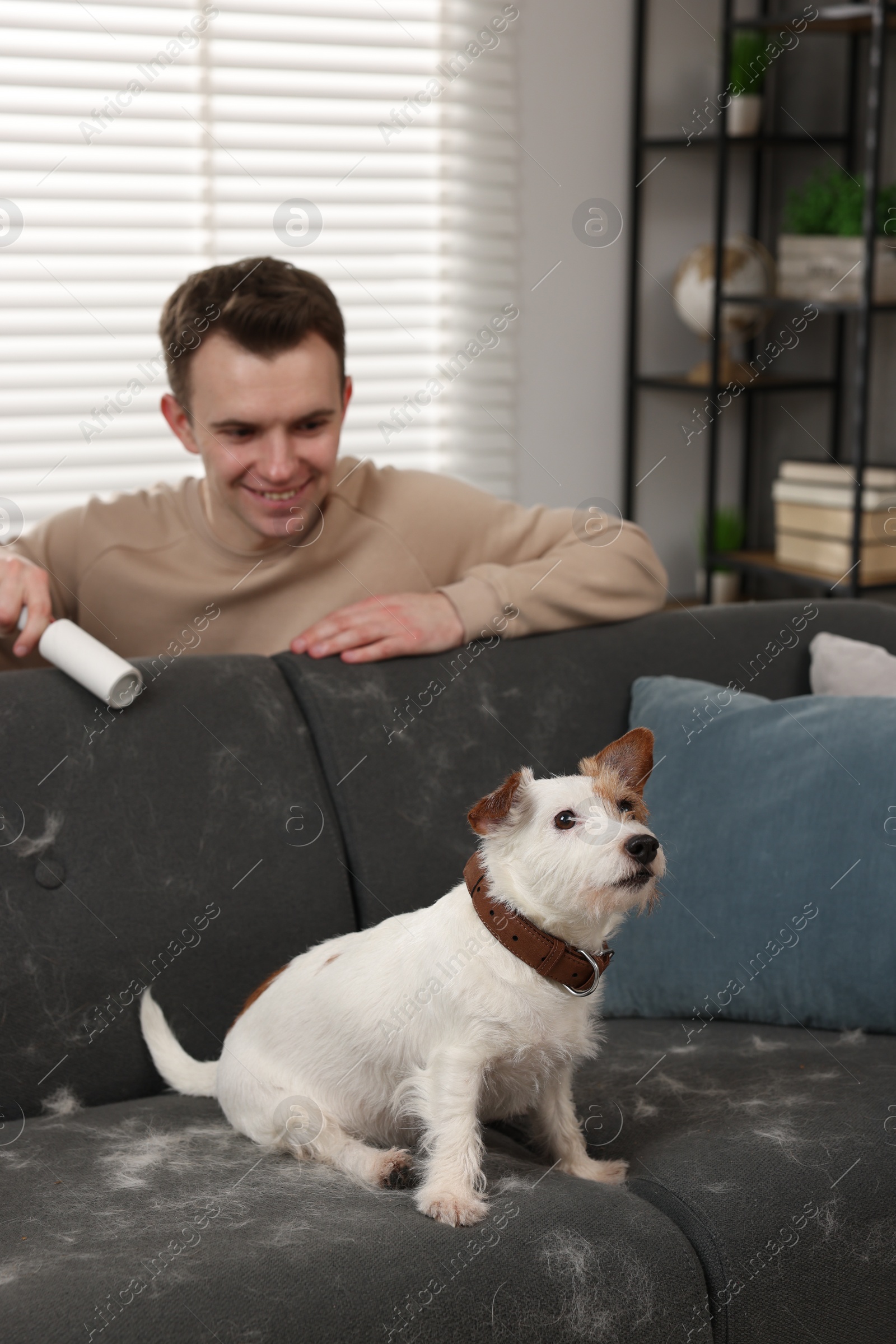 Photo of Pet shedding. Smiling man with lint roller removing dog's hair from sofa at home