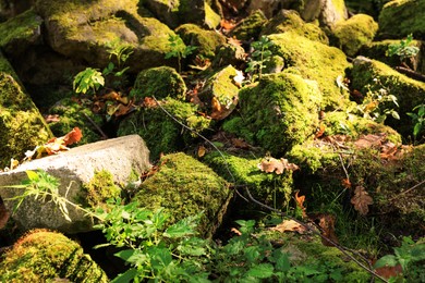 Photo of Many stones covered with moss, green plants and fallen leaves on autumn day