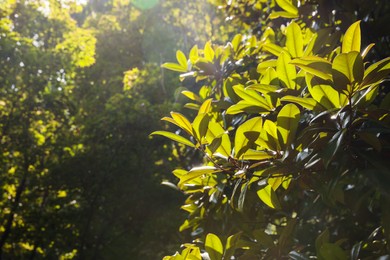 Photo of Beautiful plant with lush green leaves in park