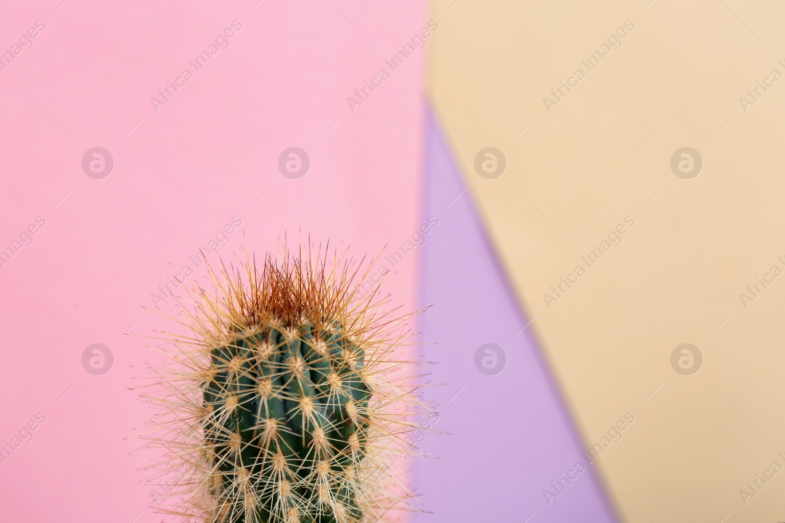 Photo of Beautiful cactus plant on color background, space for text