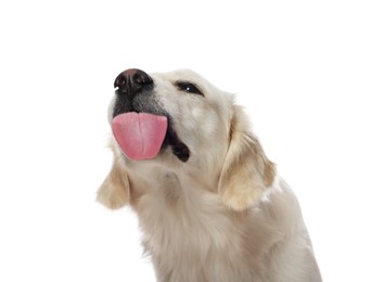 Cute Labrador Retriever showing tongue on white background