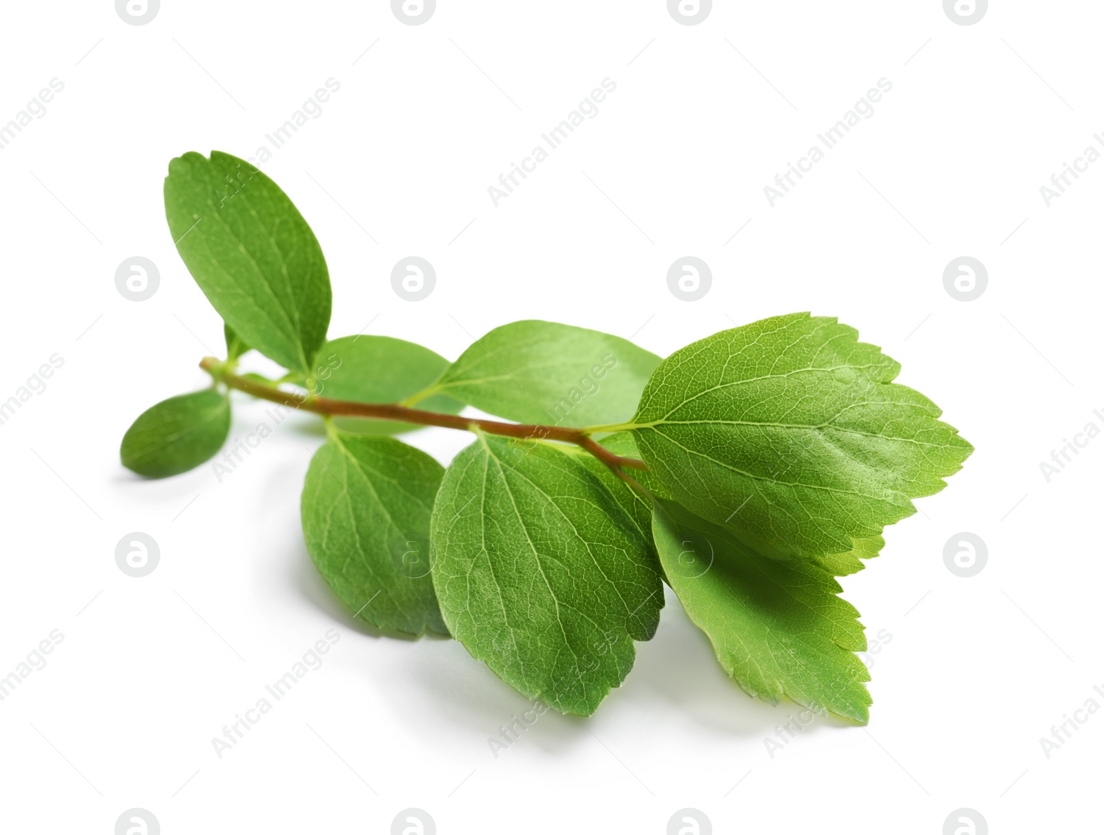 Photo of Beautiful spring green leaves on white background