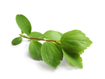 Beautiful spring green leaves on white background