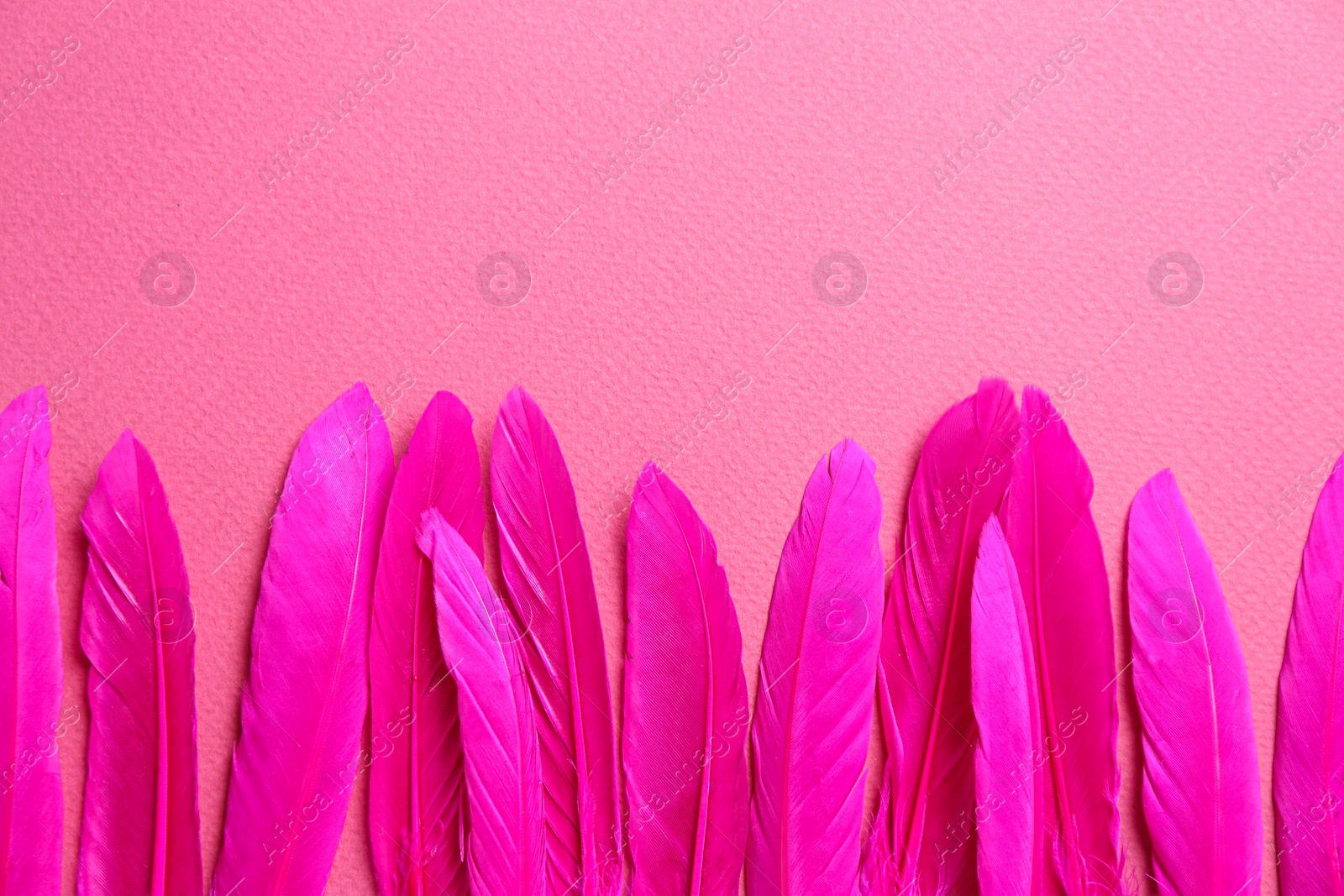 Photo of Bright beautiful feathers on pink background, flat lay. Space for text