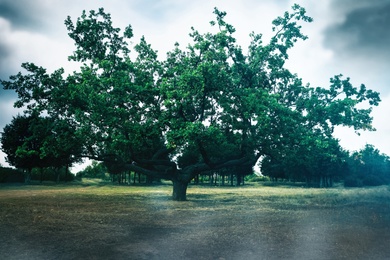 Photo of Beautiful oak with large twisted branches outdoors. Fantasy forest