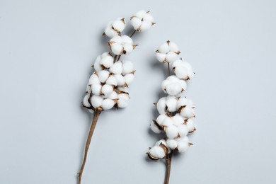 Beautiful cotton branches with fluffy flowers on light grey background, flat lay