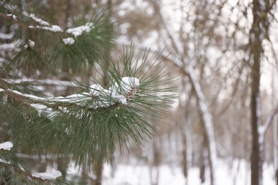 Photo of Pine branch covered with snow outdoors on winter day, closeup