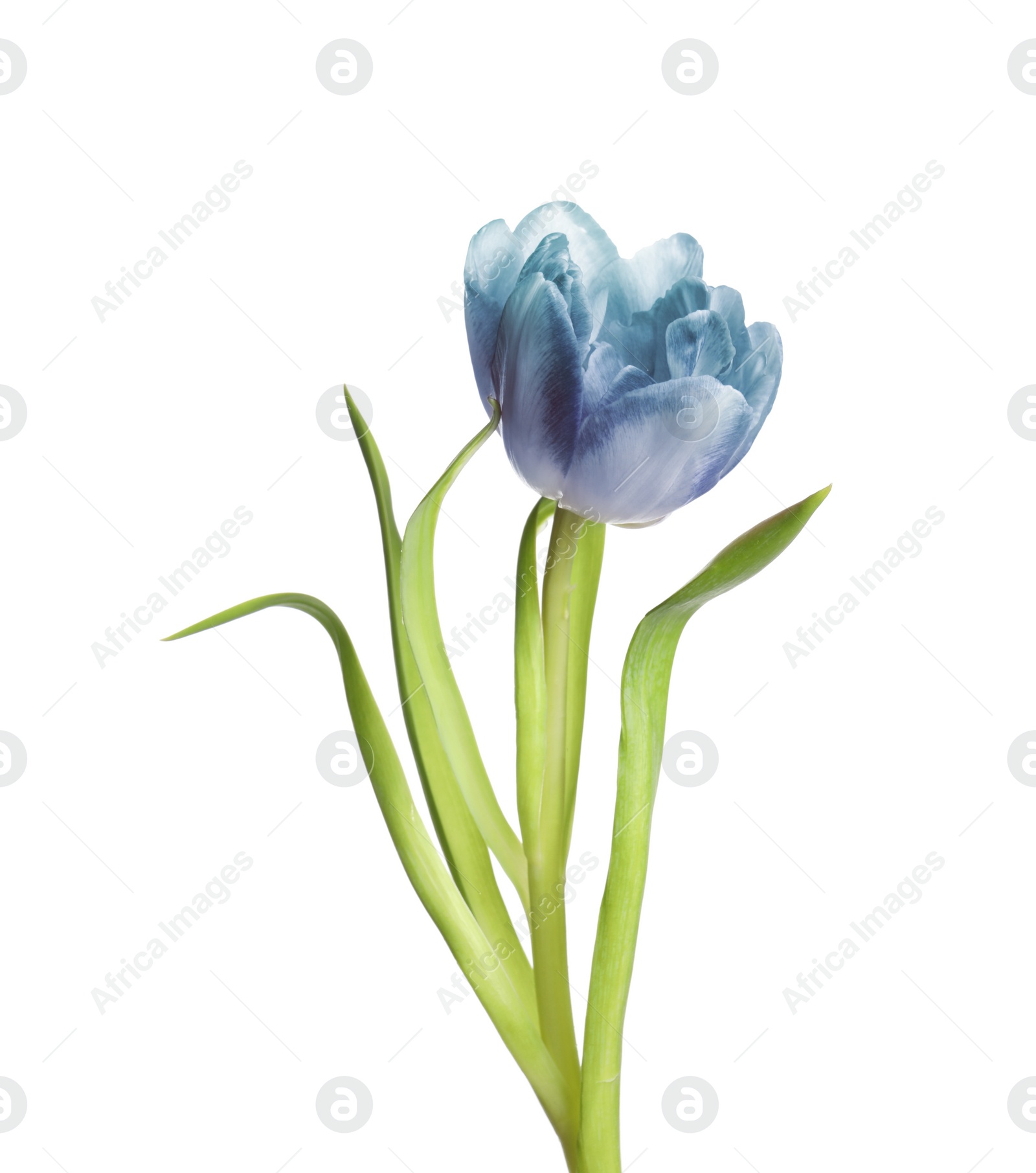 Image of Beautiful blue tulip isolated on white. Bright flower