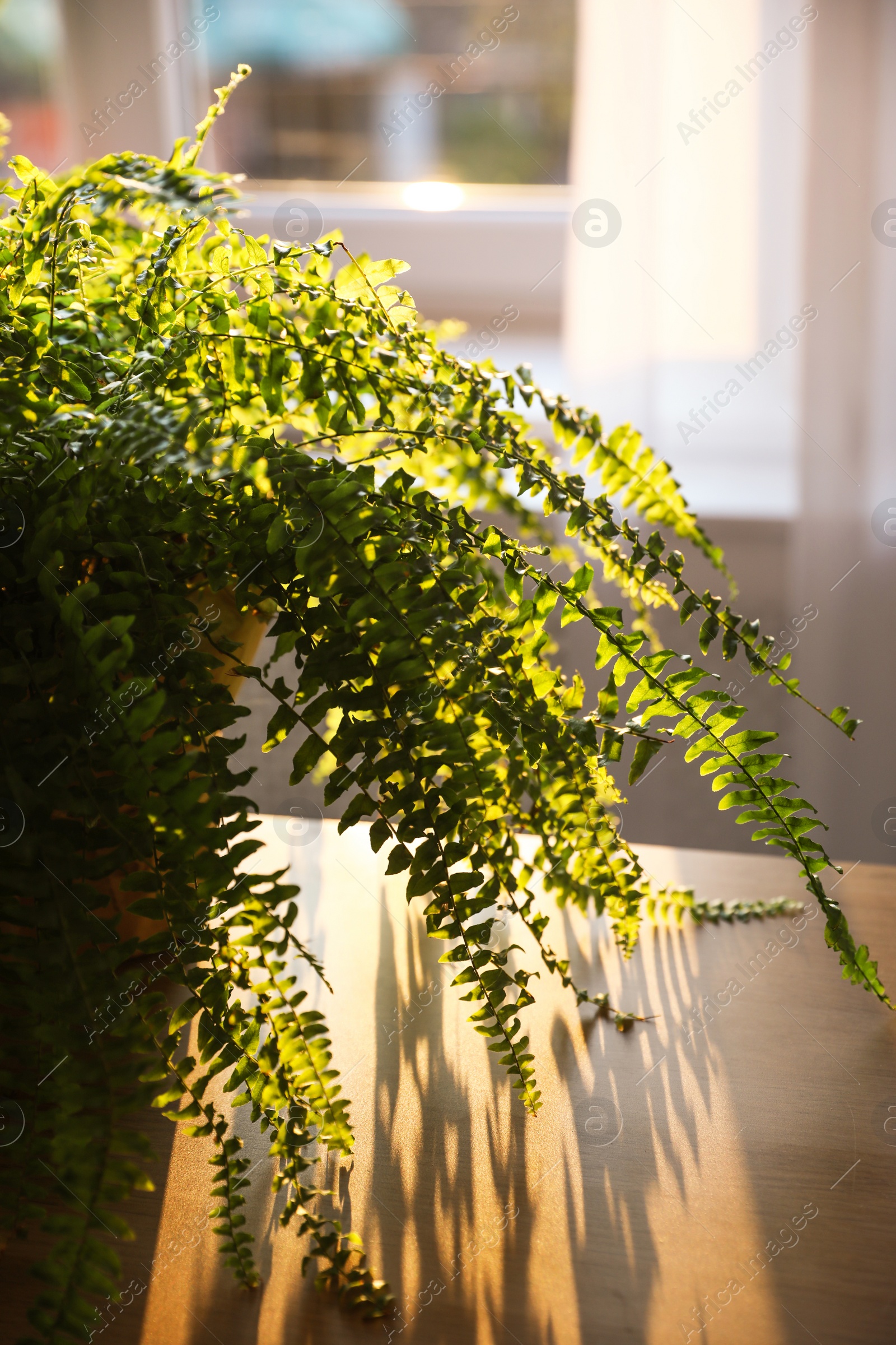 Photo of Fern plant on table at home, closeup