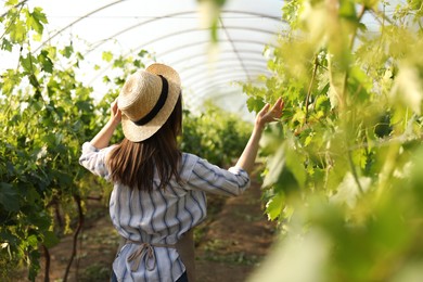 Woman among cultivated grape plants in greenhouse