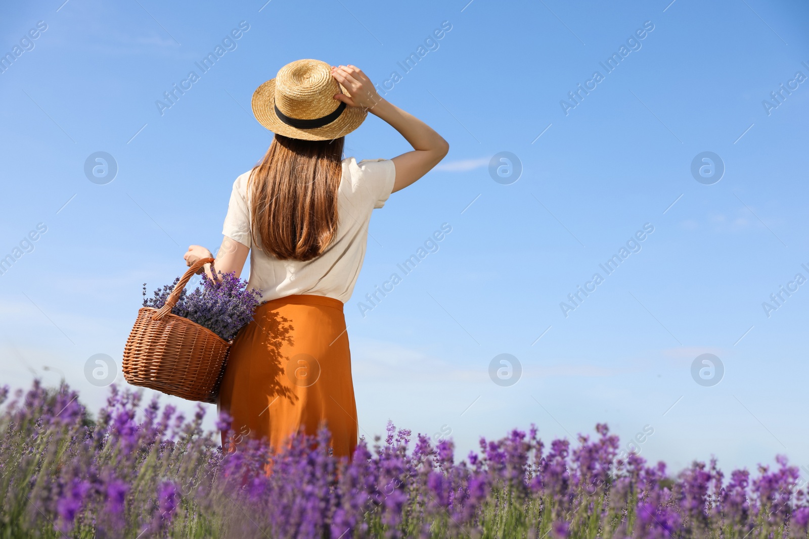 Photo of Young woman with wicker basket full of lavender flowers in field