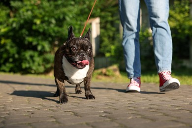 Photo of Woman walking with cute French Bulldog outdoors, closeup