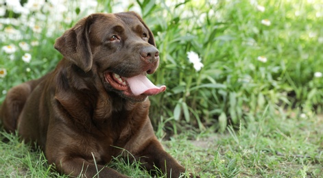 Cute Chocolate Labrador Retriever on green grass in summer park