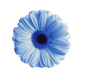 Image of Beautiful light blue gerbera flower on white background