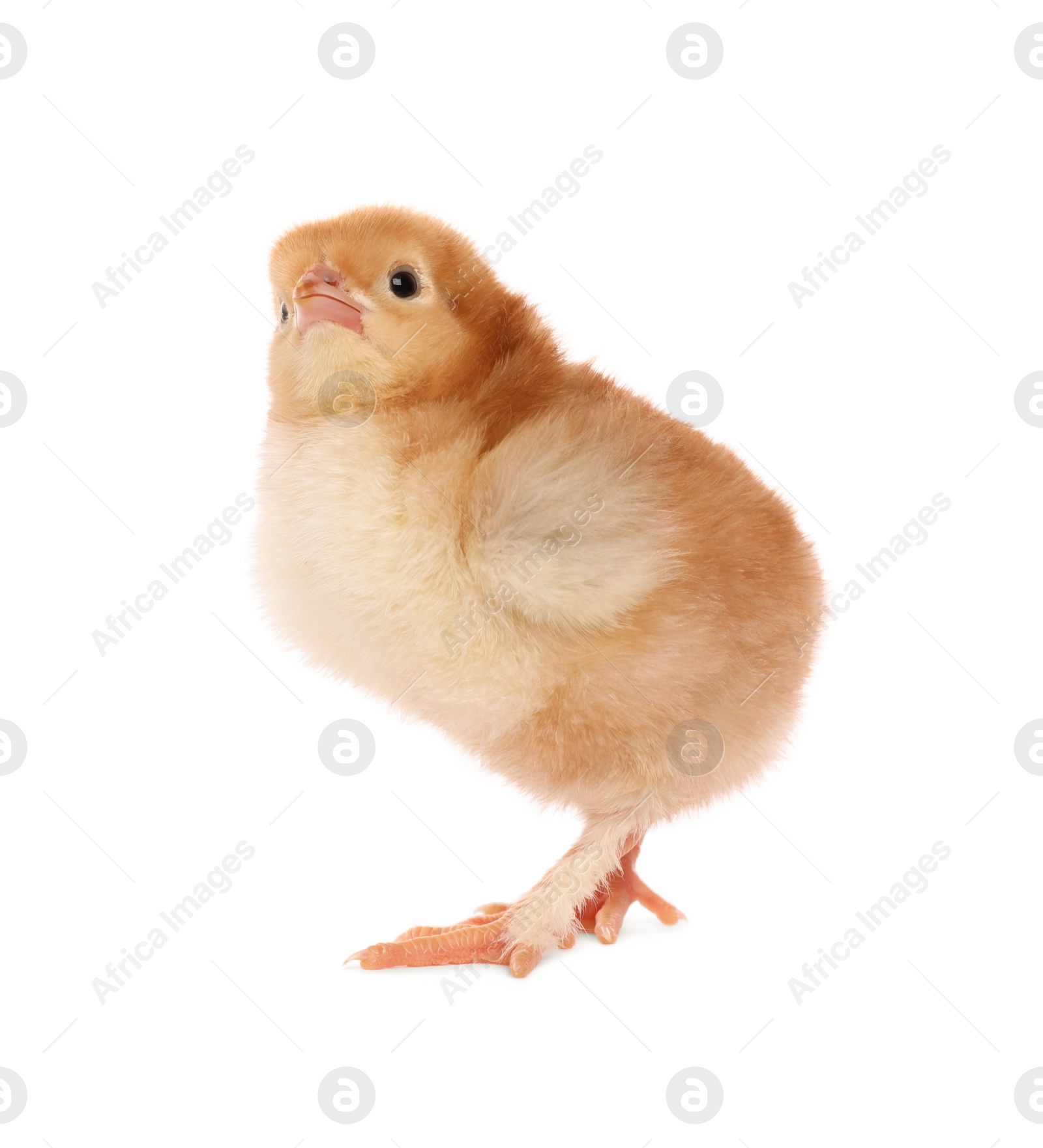 Photo of Cute fluffy baby chicken on white background