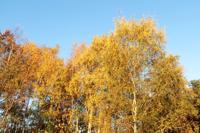 Photo of Beautiful trees with bright leaves against sky on autumn day