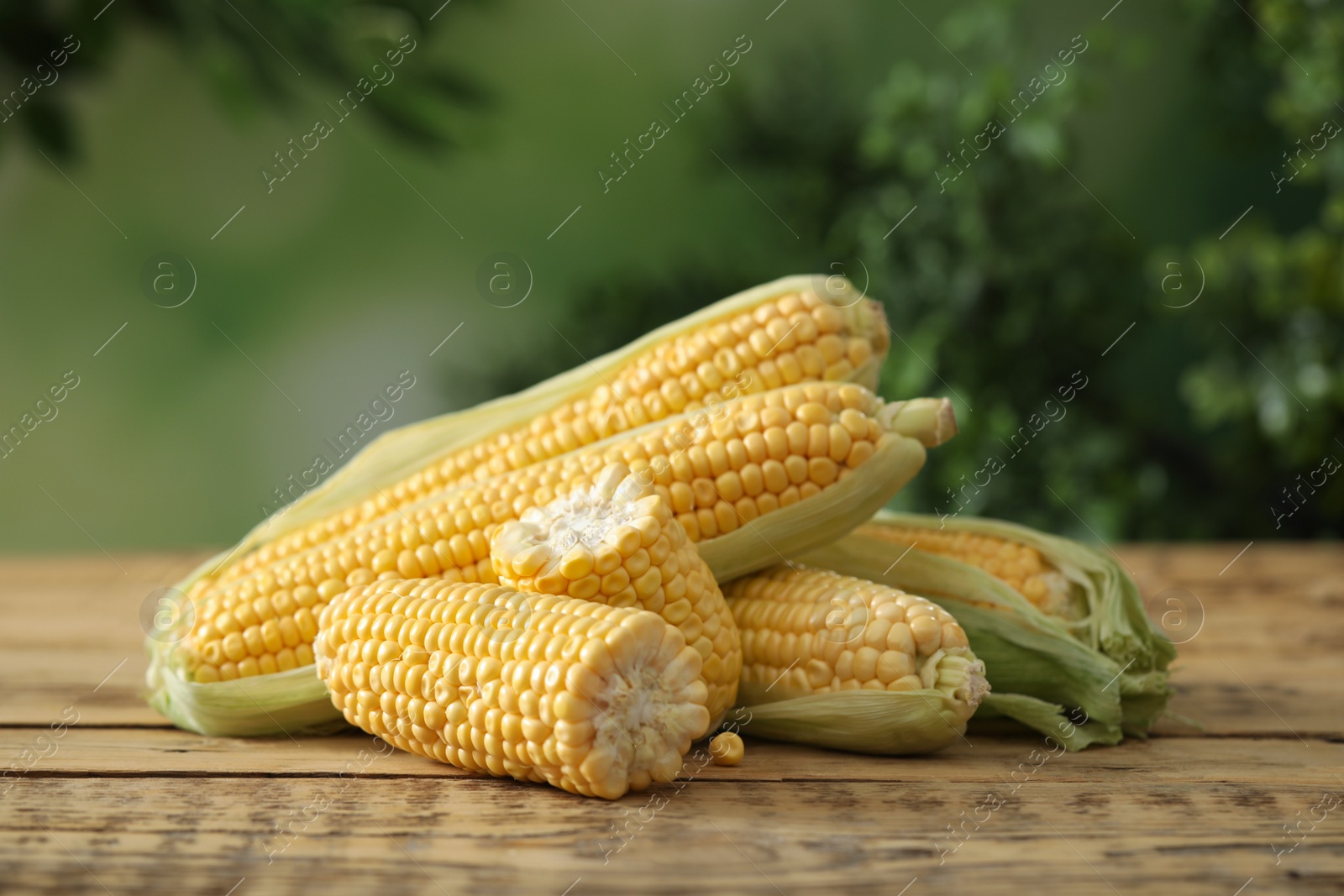 Photo of Ripe raw corn cobs on wooden table against blurred background