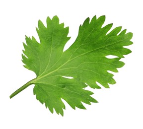 Fresh green coriander leaf isolated on white