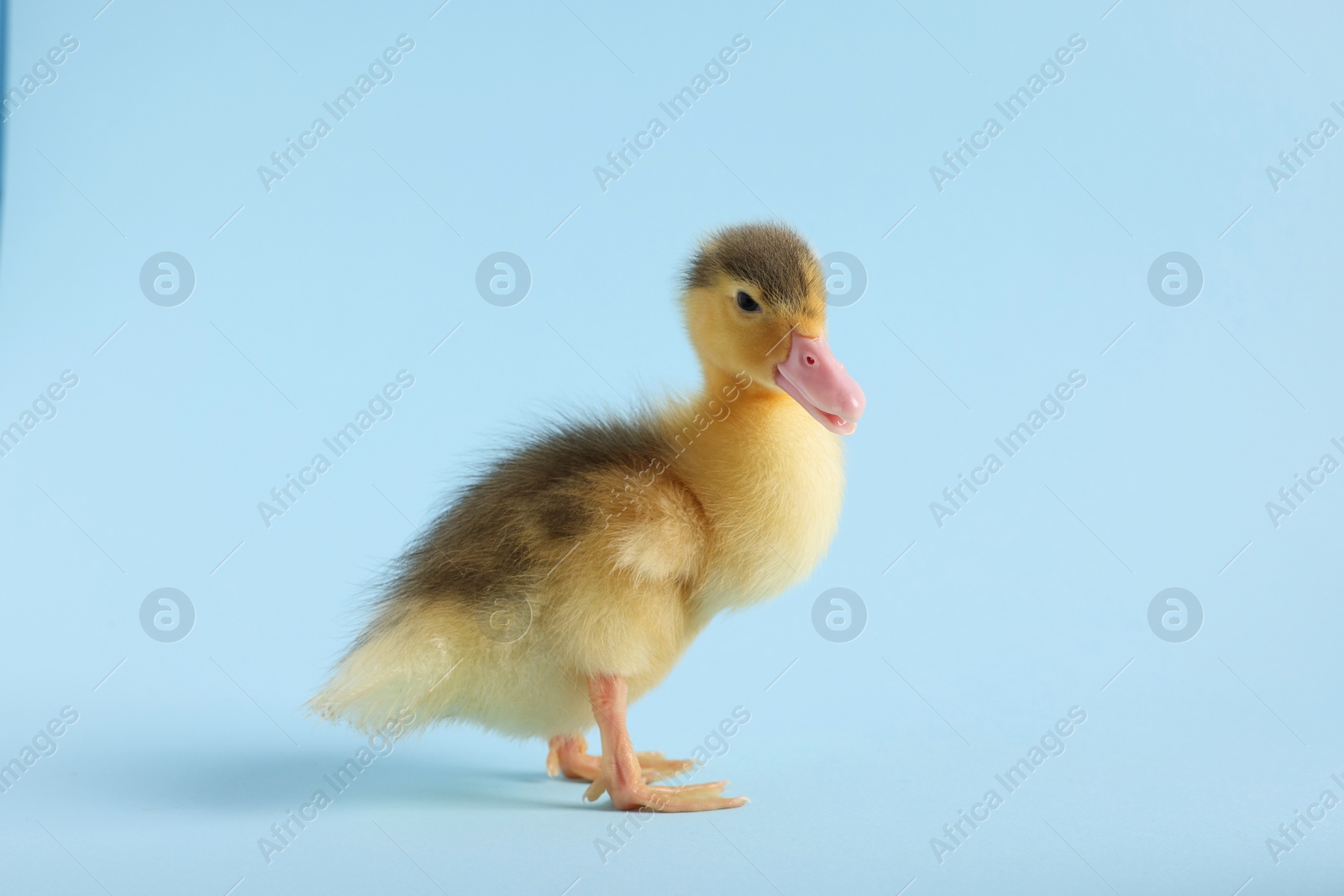 Photo of Baby animal. Cute fluffy duckling on light blue background