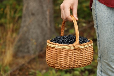 Woman holding wicker basket with delicious bilberries outdoors, closeup. Space for text
