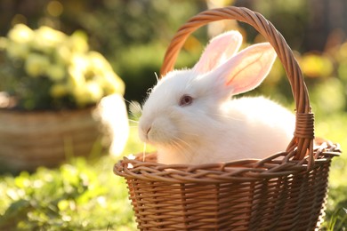 Photo of Cute white rabbit in wicker basket on grass outdoors, closeup. Space for text