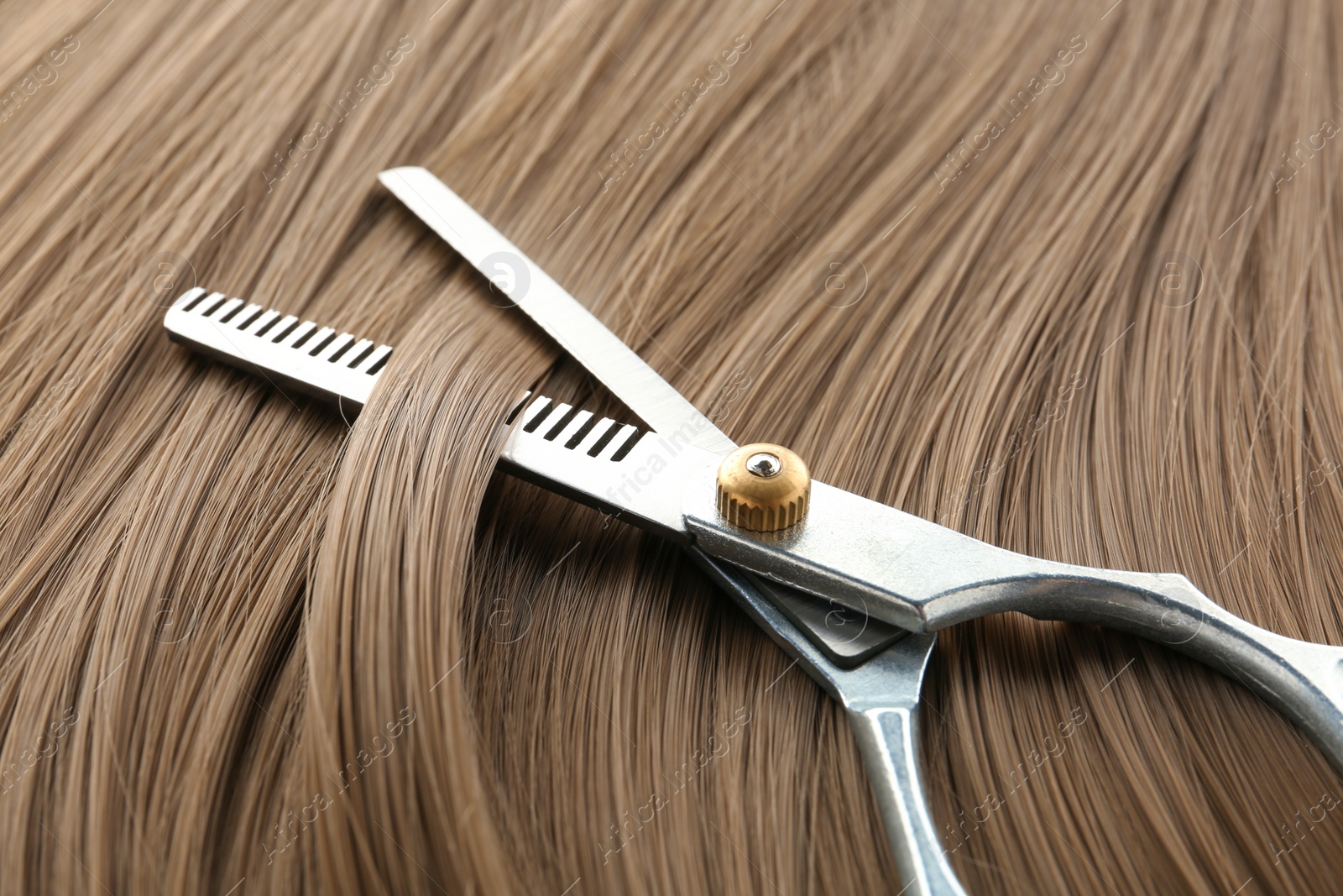 Photo of Thinning scissors on light brown hair, closeup. Hairdresser service