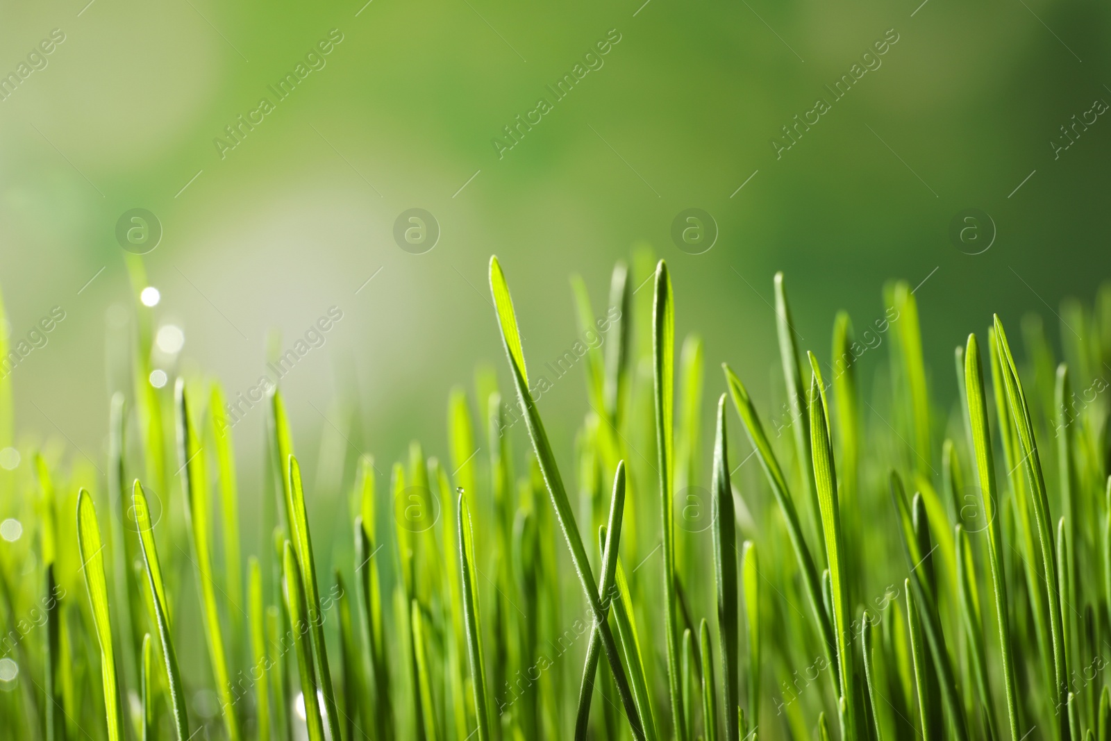 Photo of Green wheat grass on blurred background, closeup