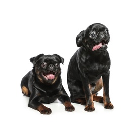 Photo of Adorable black Petit Brabancon dogs on white background
