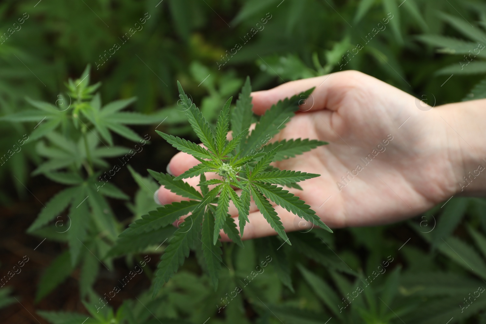 Photo of Woman near green organic hemp outdoors, above view