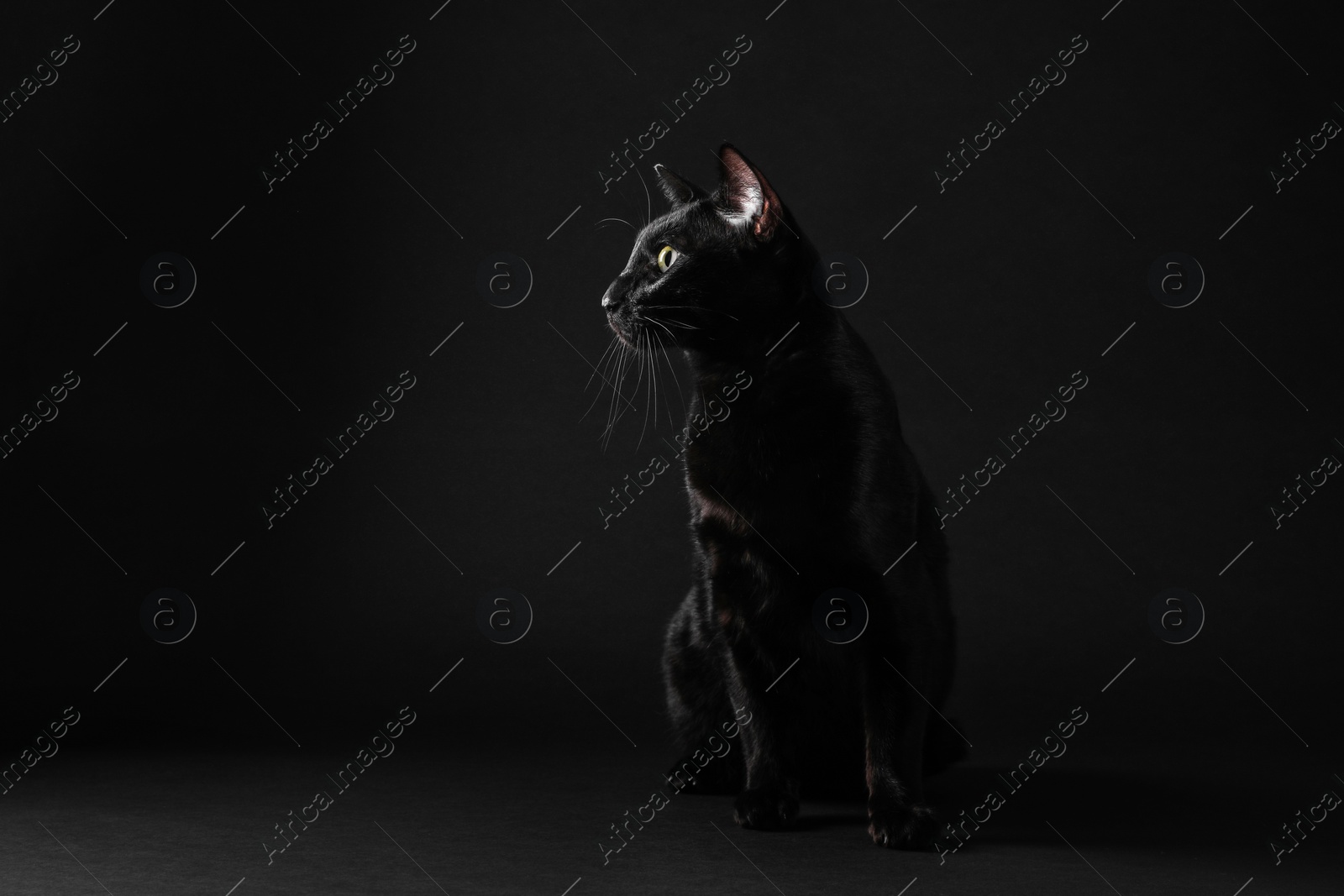 Photo of Adorable cat with green eyes on black background, space for text. Lovely pet