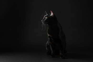Photo of Adorable cat with green eyes on black background, space for text. Lovely pet