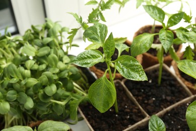 Photo of Many wet seedlings growing in pots on window sill, closeup