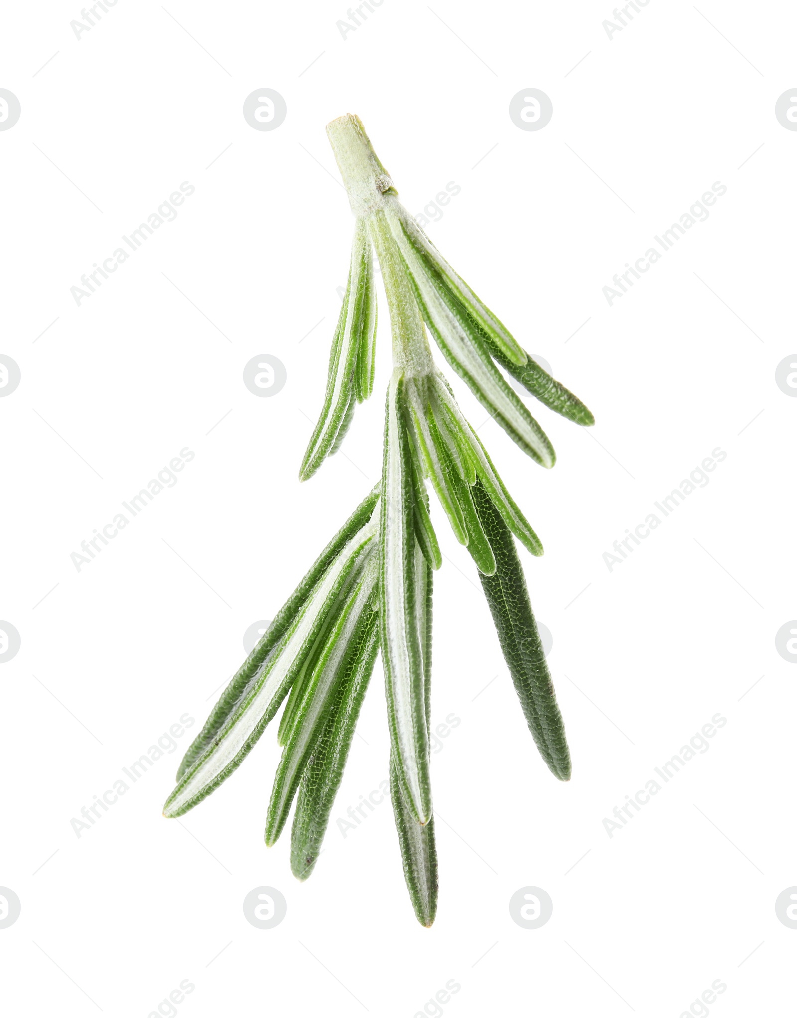 Photo of Fresh green rosemary leaves on white background