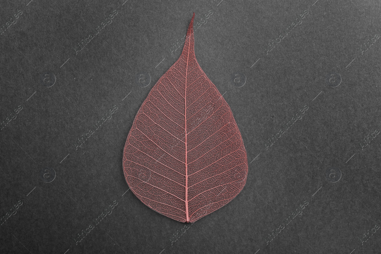 Photo of Beautiful decorative skeleton leaf on black background, top view