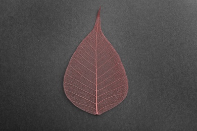 Photo of Beautiful decorative skeleton leaf on black background, top view