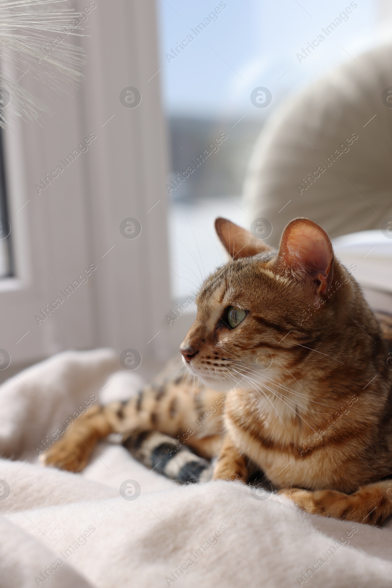 Photo of Cute Bengal cat on windowsill at home. Adorable pet