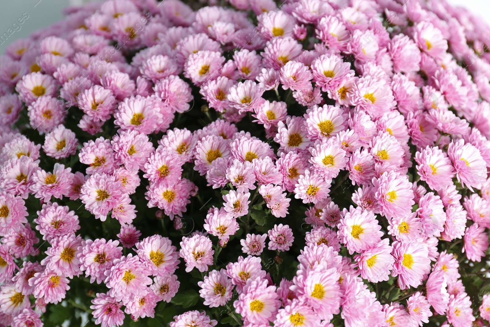 Photo of Beautiful bouquet of aromatic chrysanthemum flowers, closeup