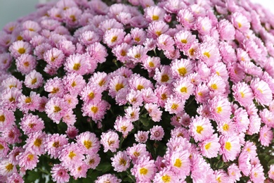 Beautiful bouquet of aromatic chrysanthemum flowers, closeup