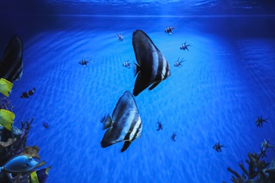 Photo of Beautiful longfin batfishes swimming in clear aquarium