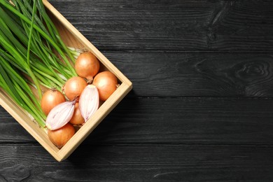 Crate with fresh green onion and bulbs on black wooden table, top view. Space for text