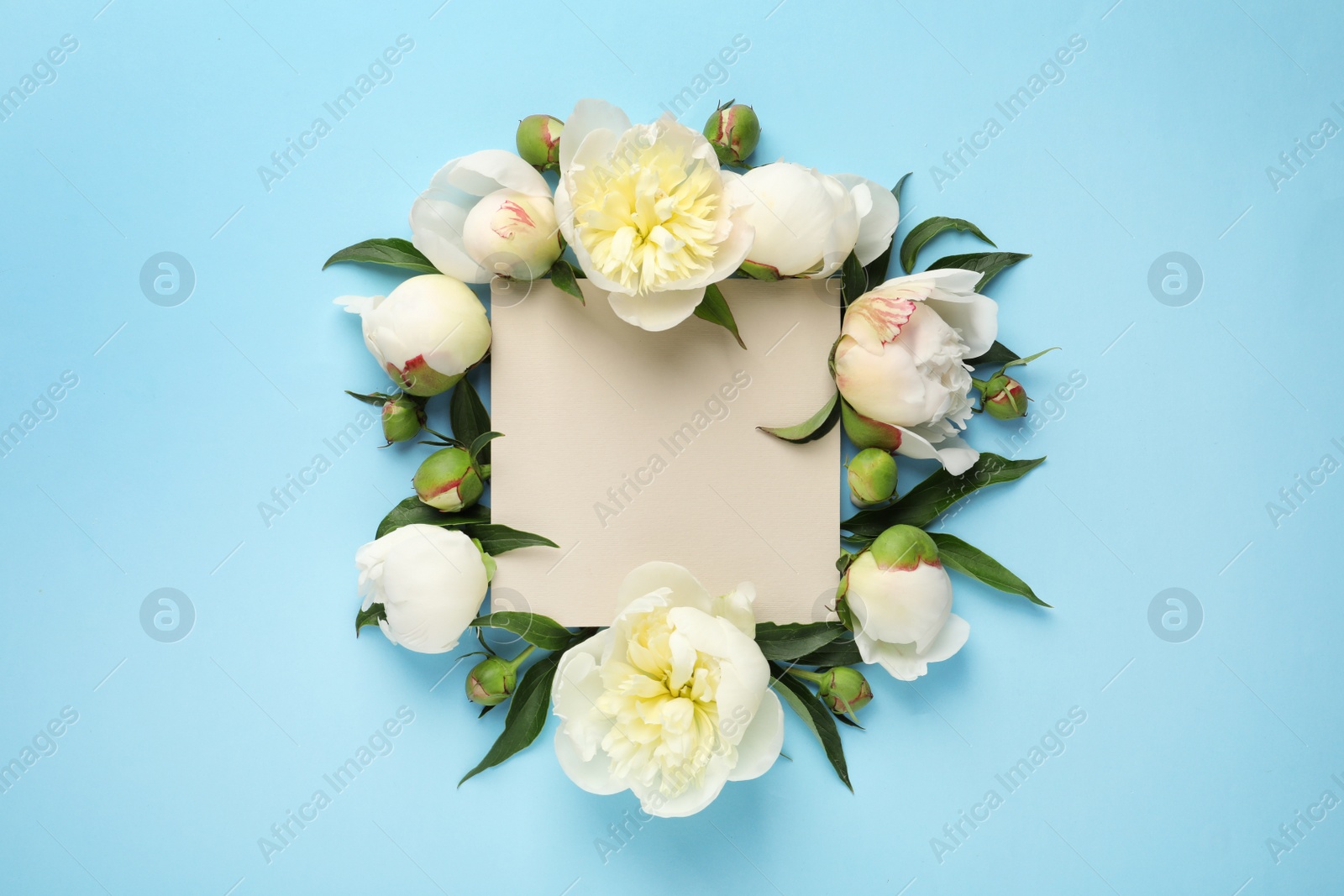 Photo of Fragrant peonies and blank card on color background, flat lay with space for text. Beautiful spring flowers