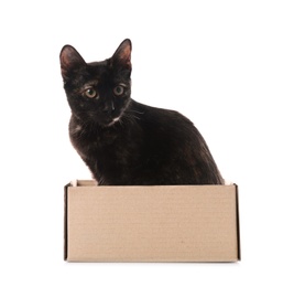 Photo of Cute black cat sitting in cardboard box on white background