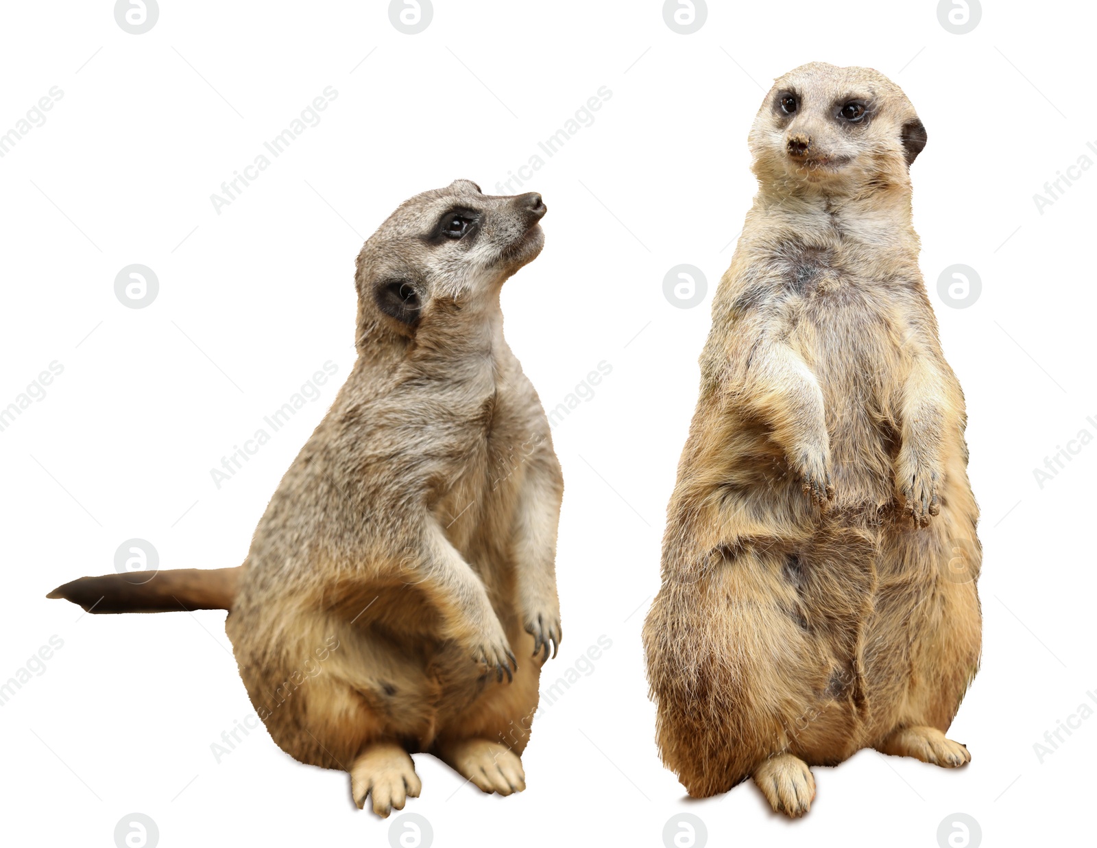 Image of Cute meerkats on white background. Exotic animal