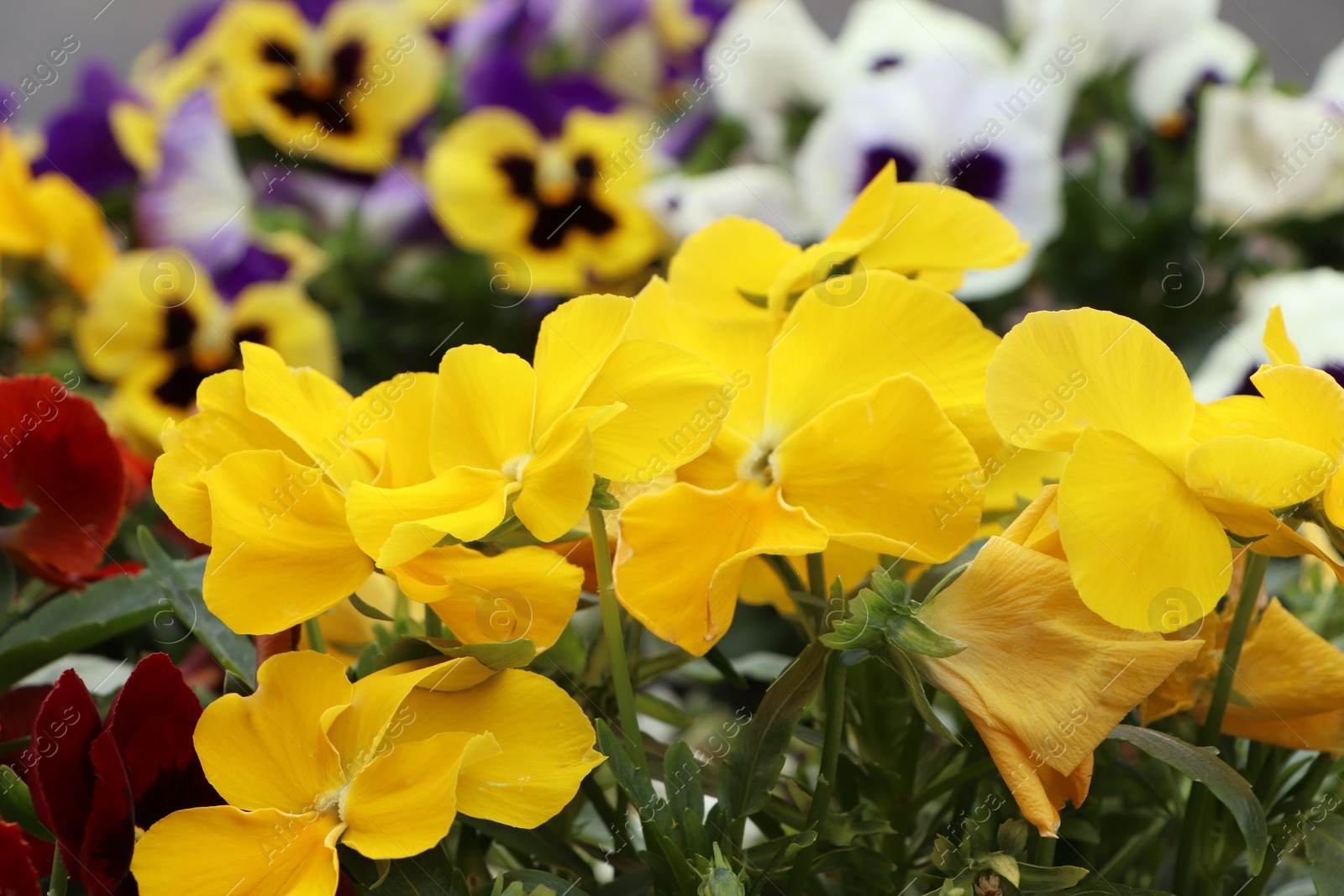 Photo of Beautiful yellow pansies growing in garden, closeup