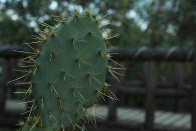 Photo of Beautiful Opuntia cactus with big thorns growing outdoors, closeup