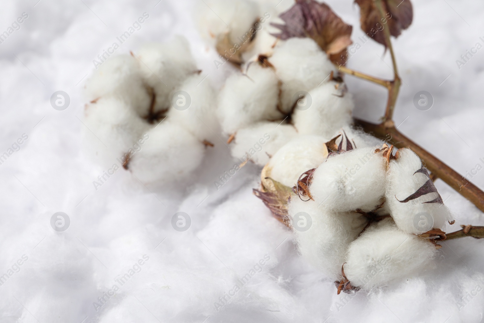 Photo of Dry cotton branch with flowers on white fluffy background, closeup. Space for text