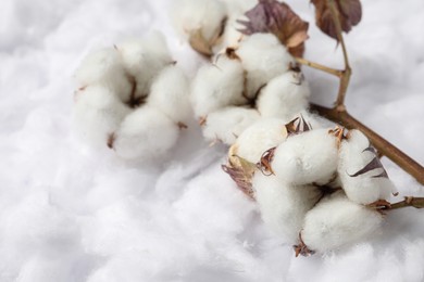 Dry cotton branch with flowers on white fluffy background, closeup. Space for text